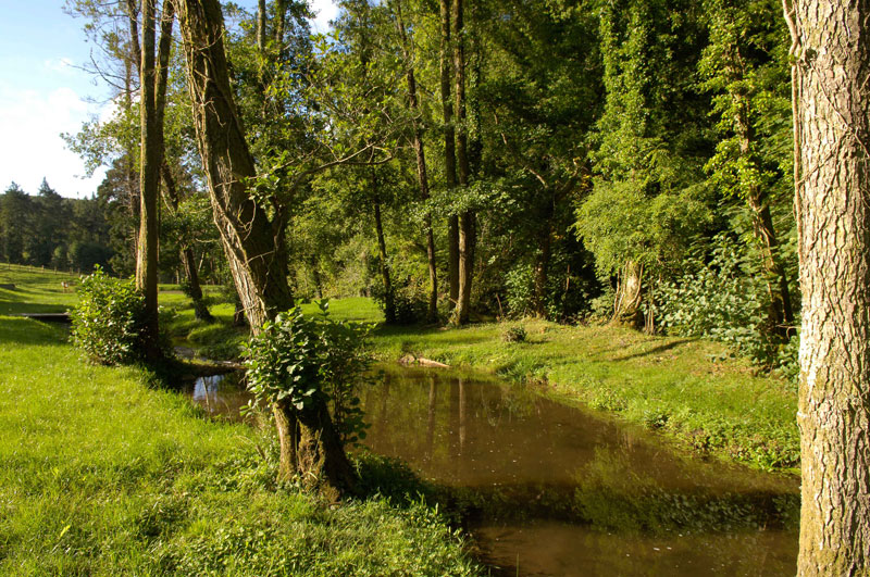Green nature stream